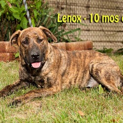 Thumbnail photo of Lenox #2
