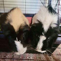 Photo of Peppa & Noodle BONDED PAIR