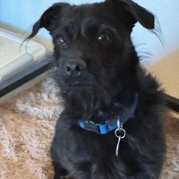 adopt-pet