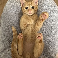 adopt a pet
