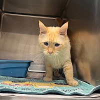 adopt a pet