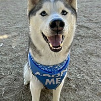 adopt a pet