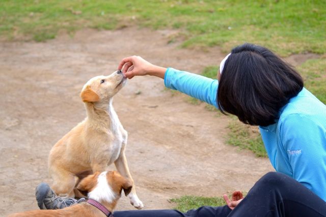 San Francisco Ca Golden Retriever Meet Alana A Pet For Adoption