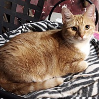 Azalea City Cat Coalition In Mobile Alabama