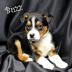 Thumbnail photo of Buzz~adopted! #1