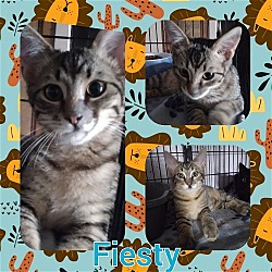 Photo of FIESTY