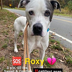 Thumbnail photo of ROXY #1