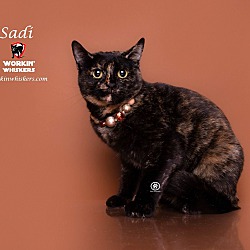 Photo of SADI