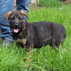 Photo of IRIS 3-4mths Spay Contract Req. $425