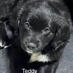 Photo of Teddy LLD