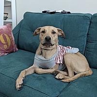adopt a pet