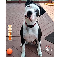 adopt a pet