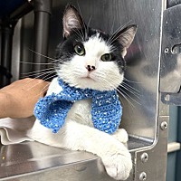 adopt a pet