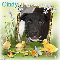 Photo of Cindy