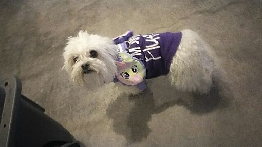 Las Vegas Nv Maltese Meet Karla A Pet For Adoption