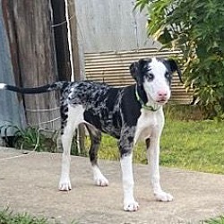 Thumbnail photo of Emmie #3