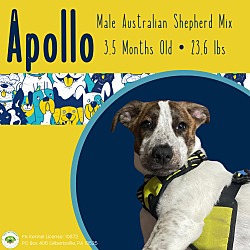 Photo of Apollo