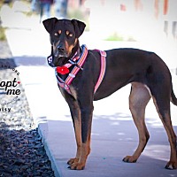 adopt a pet