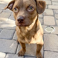 adopt a pet