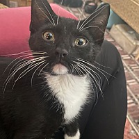 adopt a pet