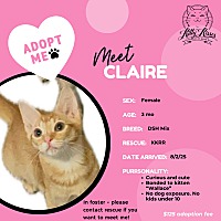 adopt a pet