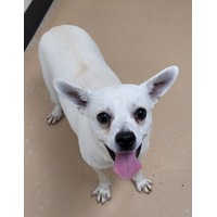 adopt-pet