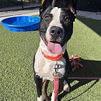 adopt a pet