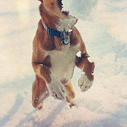 Thumbnail photo of Bo Dog #2