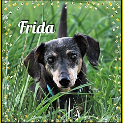 Thumbnail photo of Frida #3