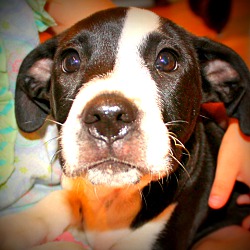 Thumbnail photo of Louise~adopted! #4