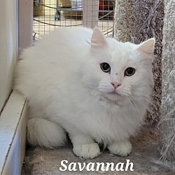 Thumbnail photo of Savannah #2