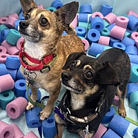 adopt a pet