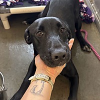 adopt a pet