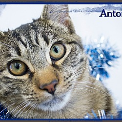Thumbnail photo of ANTONIO #2