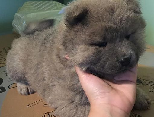 chow chow puppies for rehoming