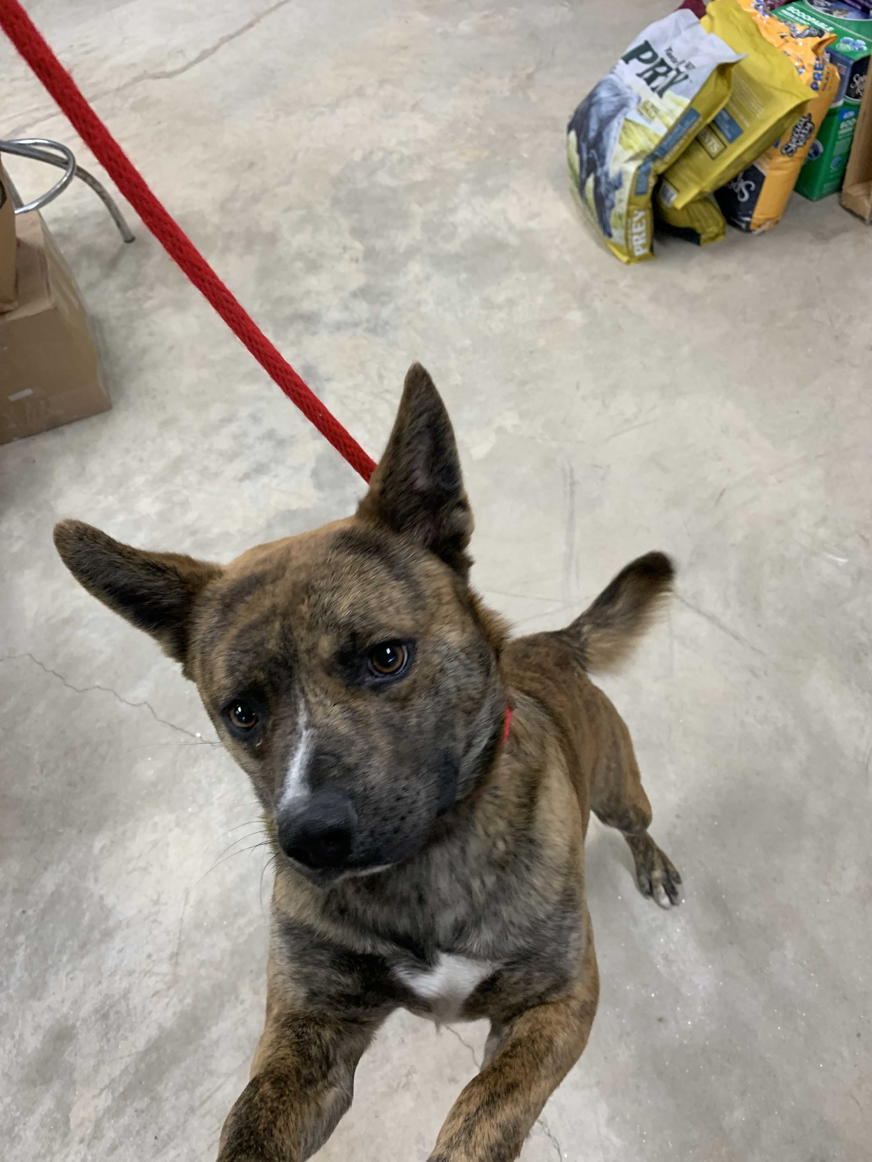 Adopt Brick a Brindle - with White Australian Shepherd ...