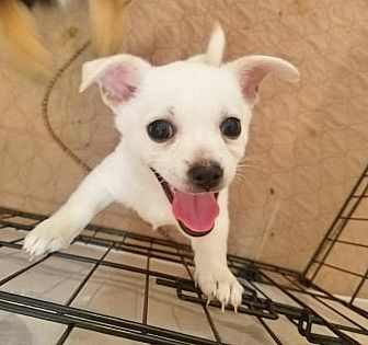 free puppies inland empire