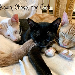 Photo of We are Kevin, Cody and Chess!