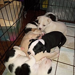 Photo of puppies, no names