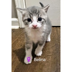 Photo of Belina