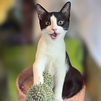 adopt a pet