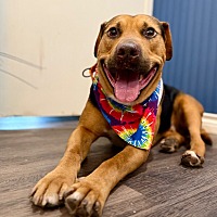 adopt a pet