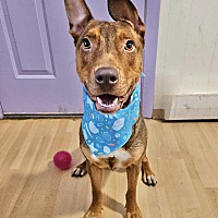 adopt a pet