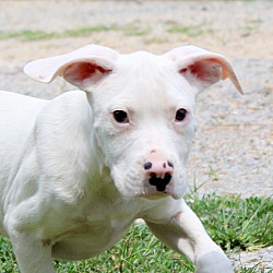 Thumbnail photo of Chase ~ adopted! #1