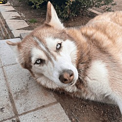Photo of Ellie (Kid Friendly and Housebroken!)