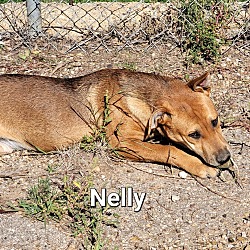 Thumbnail photo of Nelly #2