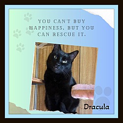 Photo of Dracula - Adopt Pending