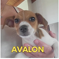 Photo of Avalon