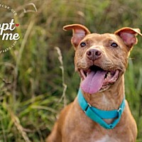 adopt a pet