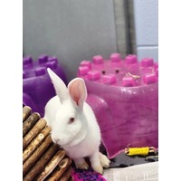 adopt-pet
